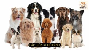 Các giống chó cảnh