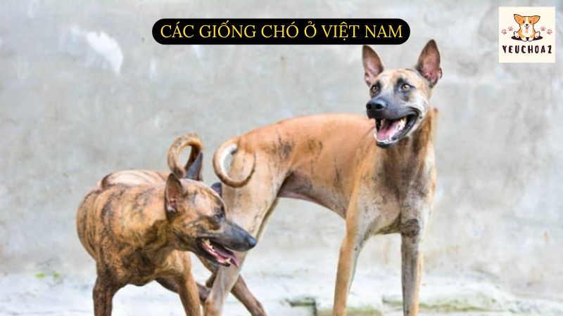 Các giống chó ở Việt Nam