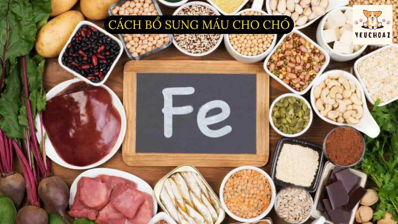 Cách bổ sung máu cho chó