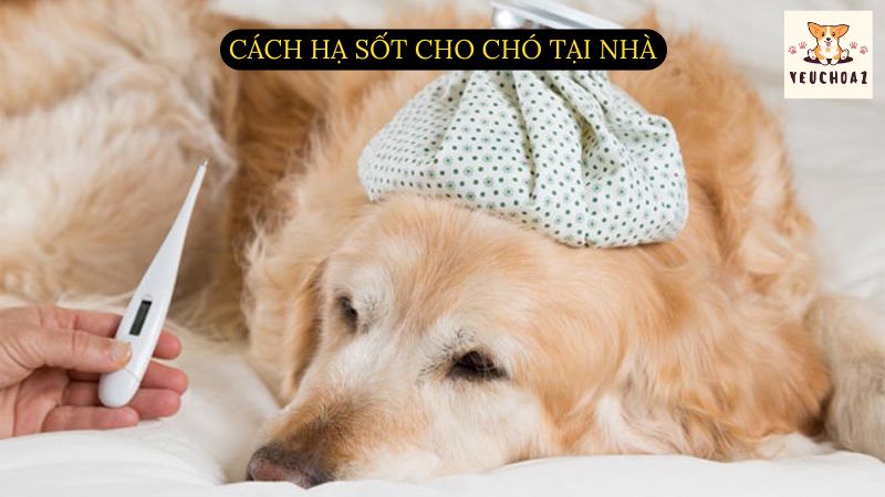 Cách hạ sốt cho chó tại nhà