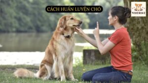 Cách huấn luyện chó