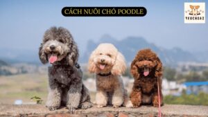 Cách nuôi chó Poodle