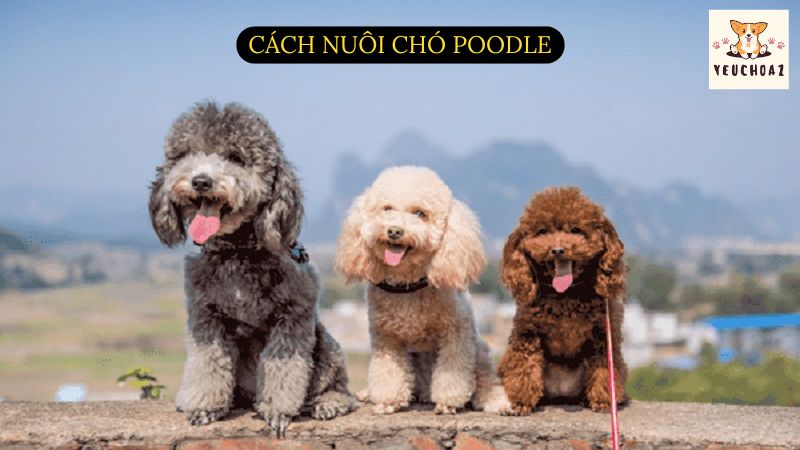 Cách nuôi chó Poodle