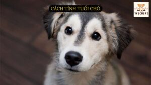 Cách tính tuổi chó