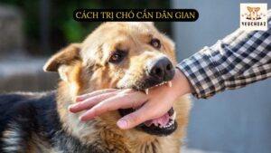 Cách trị chó cắn dân gian