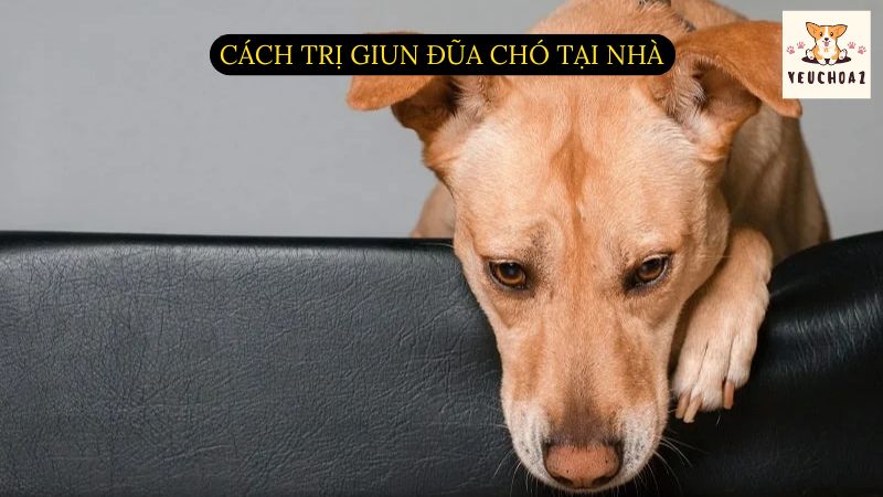 Cách trị giun đũa chó tại nhà