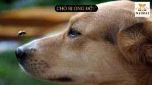 Chó bị ong đốt