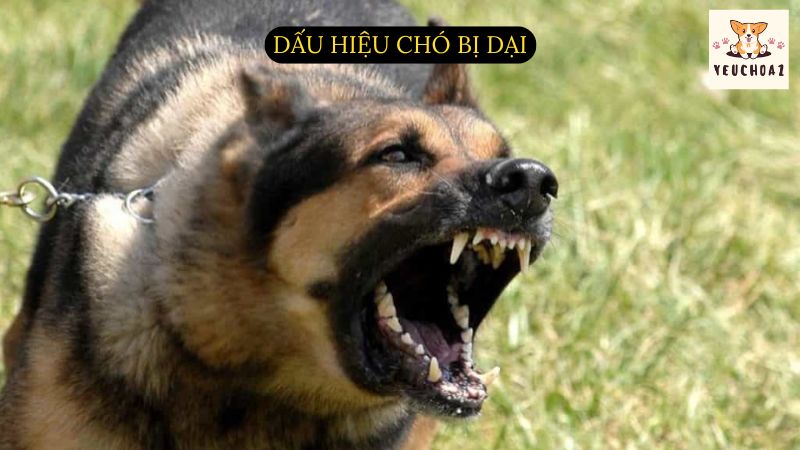 Dấu hiệu chó bị dại