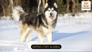 Giống chó Alaska