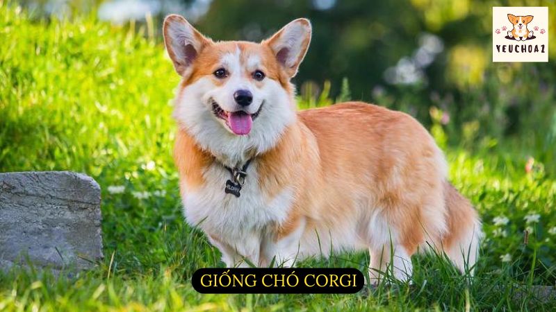 Giống chó Corgi