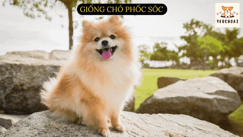 Giống chó Phốc Sóc