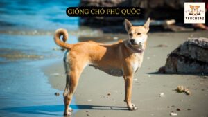 Giống chó Phú Quốc