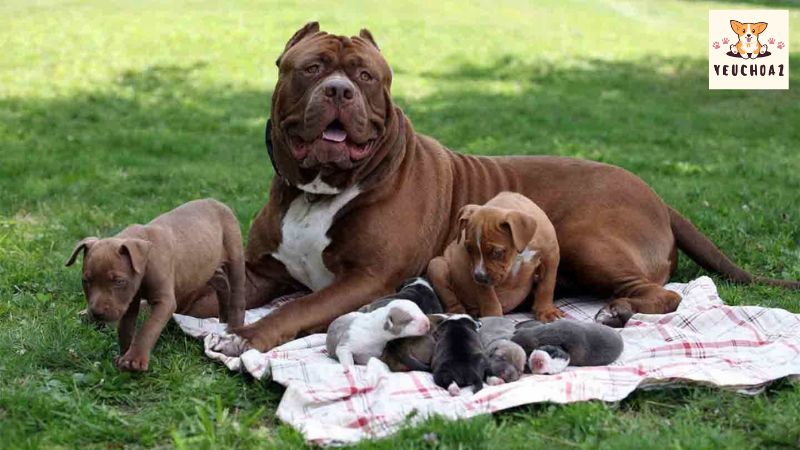 Giới Thiệu Về Giống Chó Pitbull