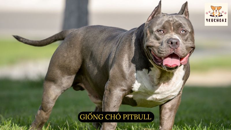 Giống chó Pitbull