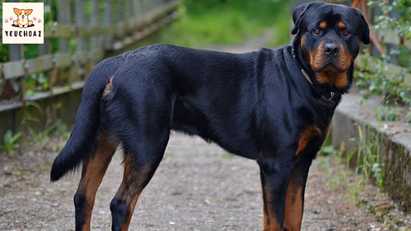 Nguồn gốc của giống chó Rottweiler