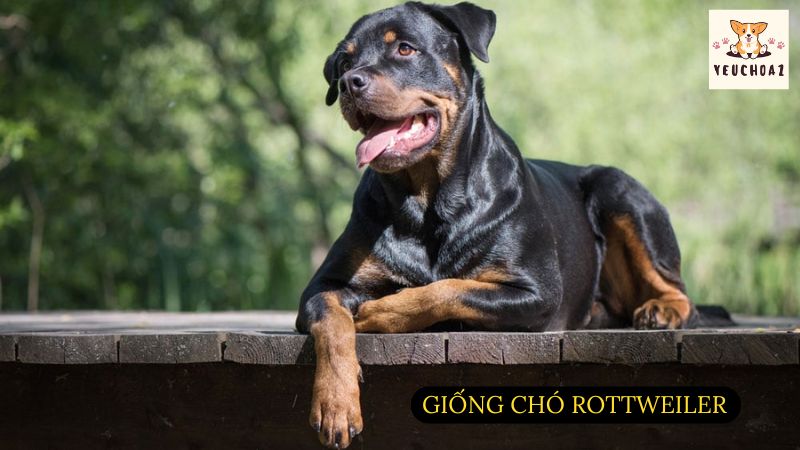 Giống chó Rottweiler