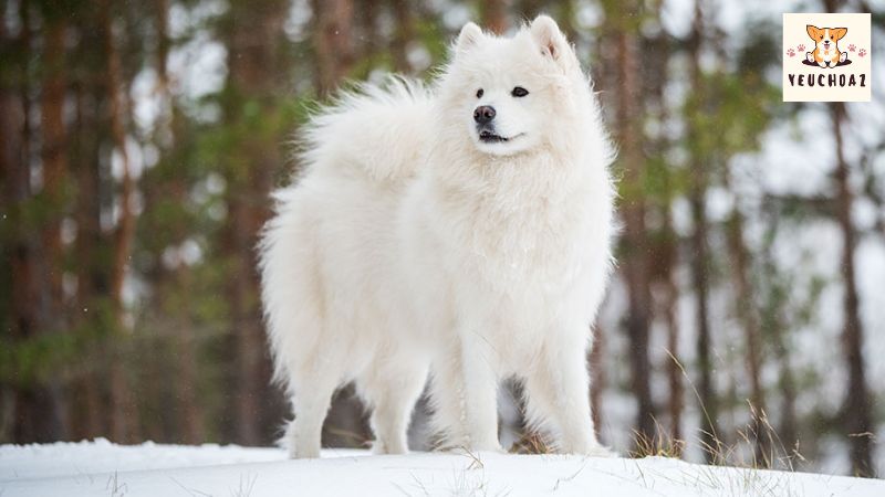 Nguồn gốc của giống chó Samoyed