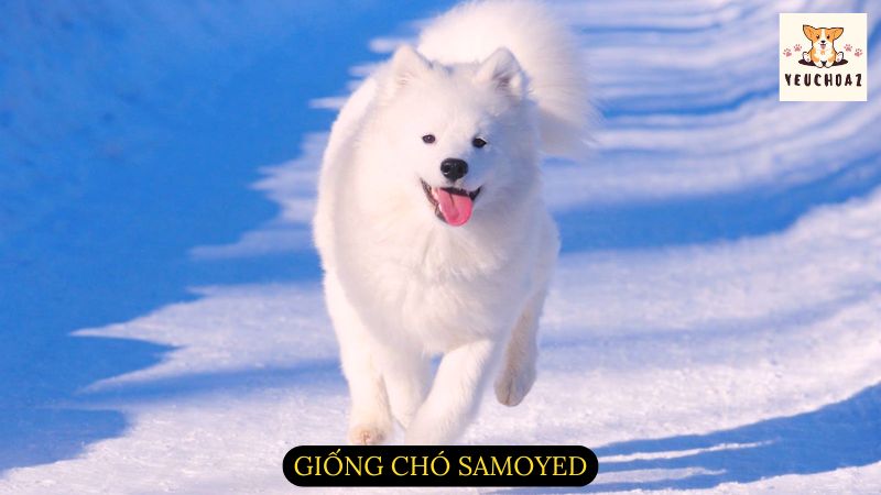 Giống chó Samoyed