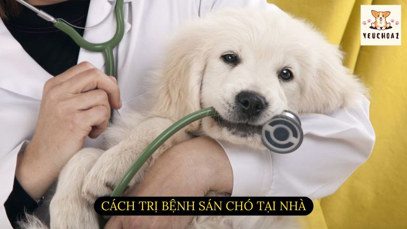 Cách trị bệnh sán chó tại nhà